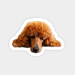 Poodle Gorgeous Poodle Face / Head Sticker